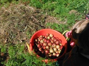 Dumping the apples in the compost heap.