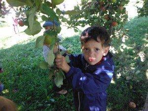 Twisting carefully until the apple falls off!