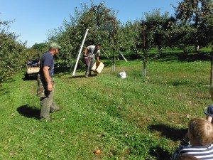 Eddy, Julio and Maurice teach us about picking apples and caring for the orchard.