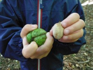 Hickory husk and hickory nut.