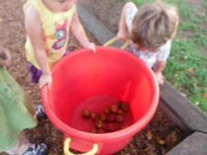 Collecting apples on the playground.