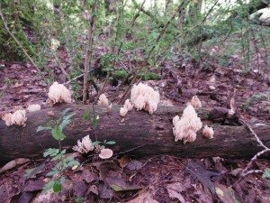 Lion's Mane mushrooms growing on a log.