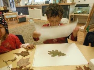 Sandwiching an oak leaf between wax paper.