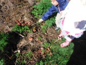 Checking on the apples in the compost heap.