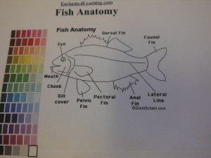 Learning about the body of a fish.