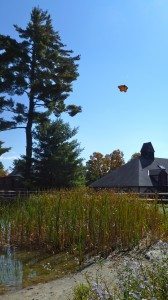 A monarch on its way! (photo: Amy Hilliard)