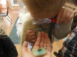 Everyone took turns looking closely with a magnifying glass.  I am so proud of the children for noticing the tiny details of their world!