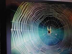 Looking at the incredible webs of spiders on the computer! 