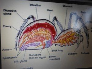 What's inside a spider's body?