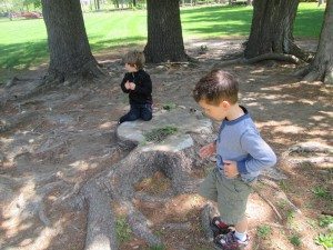 Playing in the pine grove.