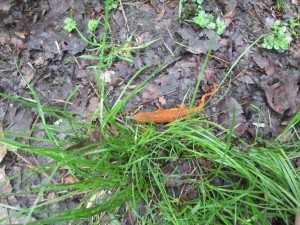 Red Eft.